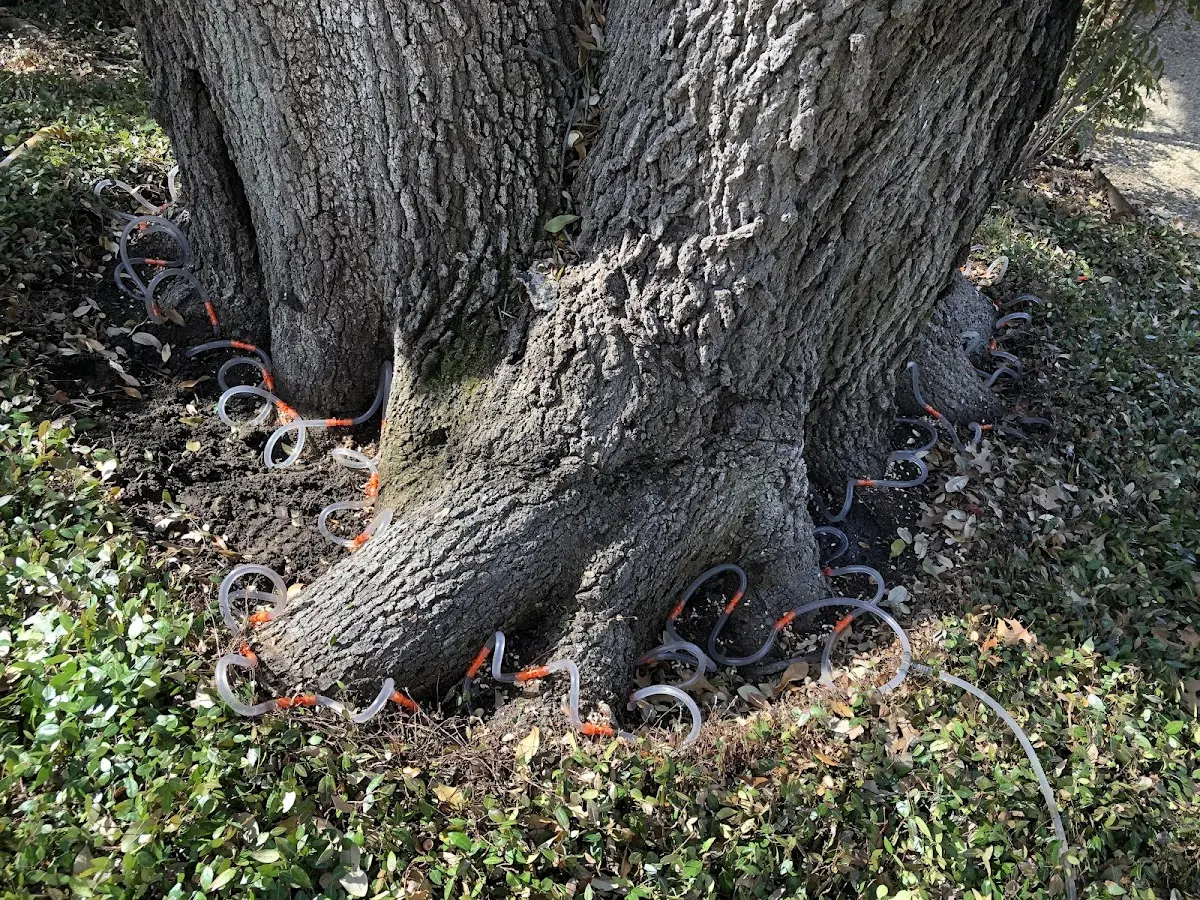 Detailed Tree Cabling and Bracing job site in China Grove