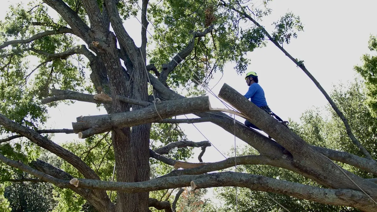 Professional Hazardous Tree Removal performed by certified arborists in China Grove