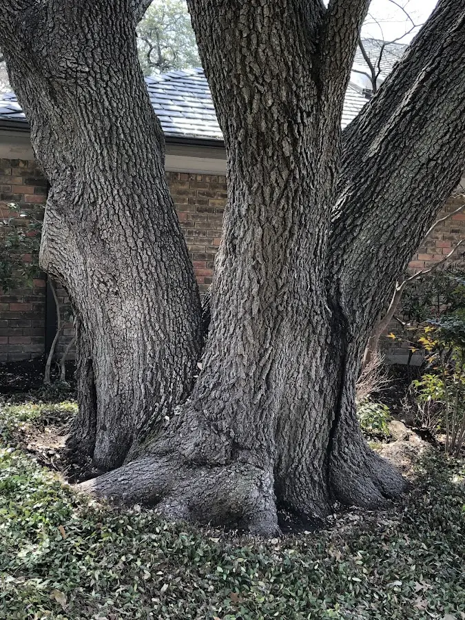 Mature heritage tree close to a China Grove property cared for by certified arborists